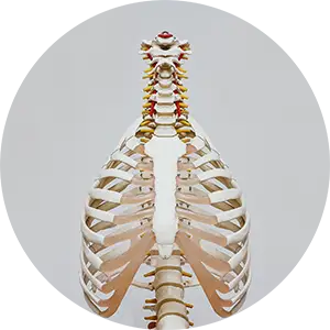 Spinal Orthotics